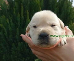 U ponudi štenci Labrador retrivera - 6