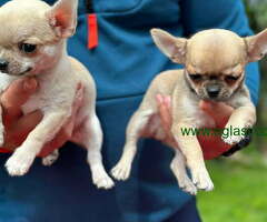 U ponudi Mikro čivave, oba pola - 6