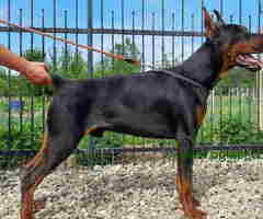 Na prodaju stenci dobermana