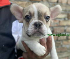 Odgajivacnica Balkan Frenchie predstavlja Premium Leglo Exoticnih Francuskih Buldoga
