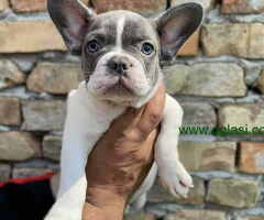 Odgajivacnica Balkan Frenchie predstavlja Premium Leglo Exoticnih Francuskih Buldoga