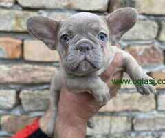 Odgajivacnica Balkan Frenchie predstavlja Premium Leglo Exoticnih Francuskih Buldoga