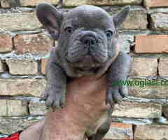 Odgajivacnica Balkan Frenchie predstavlja Premium Leglo Exoticnih Francuskih Buldoga