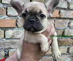 Odgajivacnica Balkan Frenchie predstavlja Premium Leglo Exoticnih Francuskih Buldoga - 6