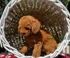 U ponudi crvene toy PUDLE oba pola - 6