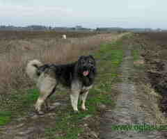 Na prodaju 3 kuje Kavkaskog ovčara starosti 4 meseca - 6