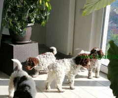 Na prodaju stenci Lagotto romagnolo
