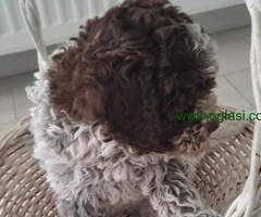 Na prodaju stenci Lagotto romagnolo