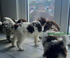 Na prodaju stenci Lagotto romagnolo