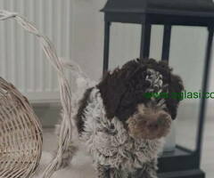 Na prodaju stenci Lagotto romagnolo