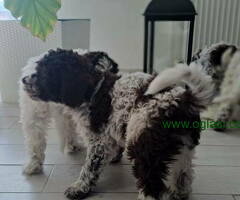 Na prodaju stenci Lagotto romagnolo