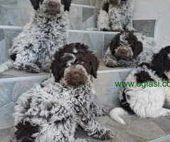 Na prodaju stenci Lagotto romagnolo - 6
