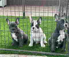 Stenci Francuskog Bulldoga - 6