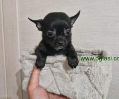 Mini Čivave spremne za preuzimanje - 6