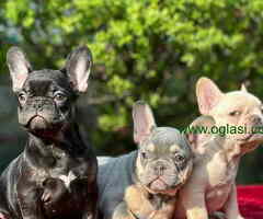 Francuski buldozi spremni za preuzimanje - 6