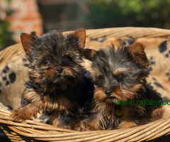 Spremni za preuzimanje mini Joksirski terijer - 6