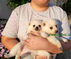 Preslatki beli MEDVEDIĆI - 6