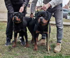 Na prodaju ROTVAJLERI, lepo odgajeni - 6