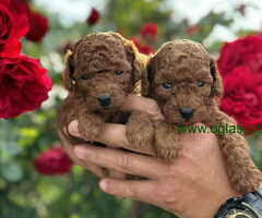 U ponudi crvene toy pudle oba pola - 6