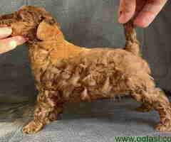 Odgajivačnica Antofagasta ima na prodaju  tri steneta toj PUDLE - 6