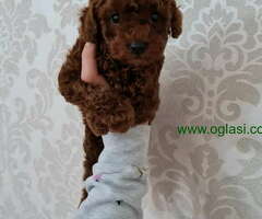 TOY PUDLE crvene,   spremne za preuzimanje - 6