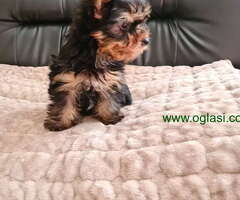 Spremne za preuzimanje Mini jorki - 6