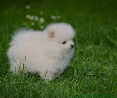 Pomeranci prelepog krzna i izuzetno sitne građe - 6