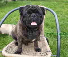 Na prodaju stenci MOPSA, dva muzjka I dve zenke - 6