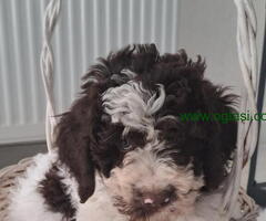 Lagotto romanjolo stenci na prodaju stari 3 meseca