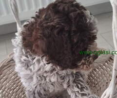 Lagotto romanjolo stenci na prodaju stari 3 meseca