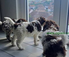 Lagotto romanjolo stenci na prodaju stari 3 meseca - 6
