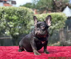 Zenka francuskog buldoga, stara 4 meseca - 6