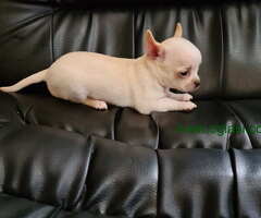 Mikro civava spremna za preuzimanje, - 6