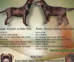 Prelepi stenci LABRADOR RETRIVERA odlicnog porekla