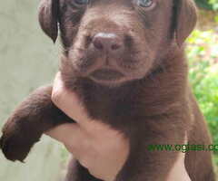 Prelepi stenci LABRADOR RETRIVERA odlicnog porekla