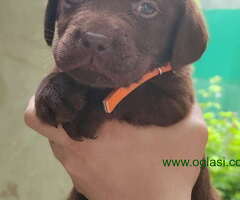 Prelepi stenci LABRADOR RETRIVERA odlicnog porekla