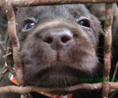 Prelepi stenci LABRADOR RETRIVERA odlicnog porekla