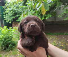Prelepi stenci LABRADOR RETRIVERA odlicnog porekla