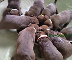 Prelepi stenci LABRADOR RETRIVERA odlicnog porekla - 6