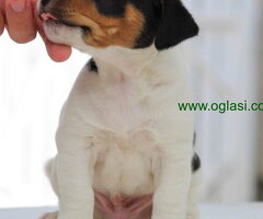Stenci jack russel terijera, od prelepih roditelja