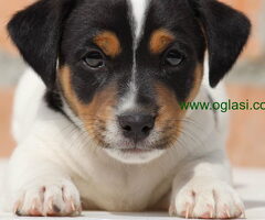 Stenci jack russel terijera, od prelepih roditelja