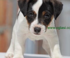 Stenci jack russel terijera, od prelepih roditelja