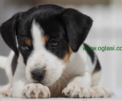 Stenci jack russel terijera, od prelepih roditelja