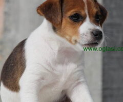 Stenci jack russel terijera, od prelepih roditelja