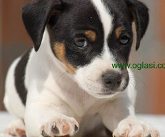 Stenci jack russel terijera, od prelepih roditelja - 6