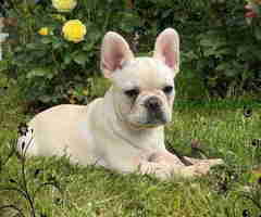 Stenci Francuskog Bulldoga  Fluffy l4 + Cream Carrier