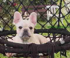 Stenci Francuskog Bulldoga  Fluffy l4 + Cream Carrier