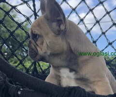 Stenci Francuskog Bulldoga  Fluffy l4 + Cream Carrier