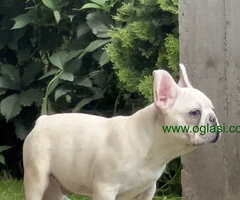 Stenci Francuskog Bulldoga  Fluffy l4 + Cream Carrier