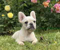 Stenci Francuskog Bulldoga  Fluffy l4 + Cream Carrier - 6